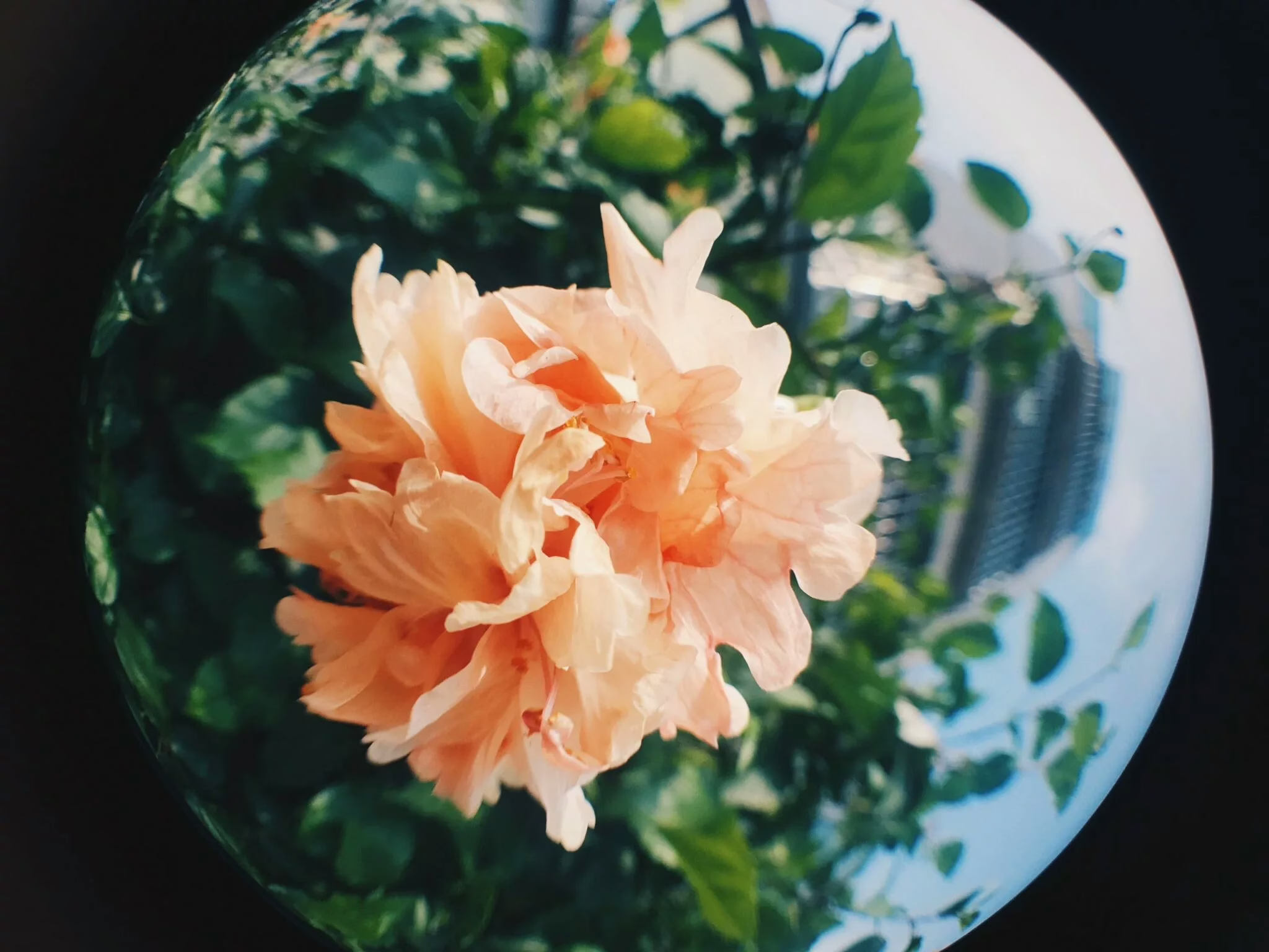 เลนส์กล้อง RhinoShield เลนส์ Fisheye